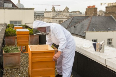Philip McCabe inspecting hive